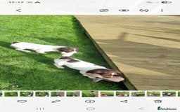 English Springer Spaniel dogs for sale: English springer spaniels  - Image 3