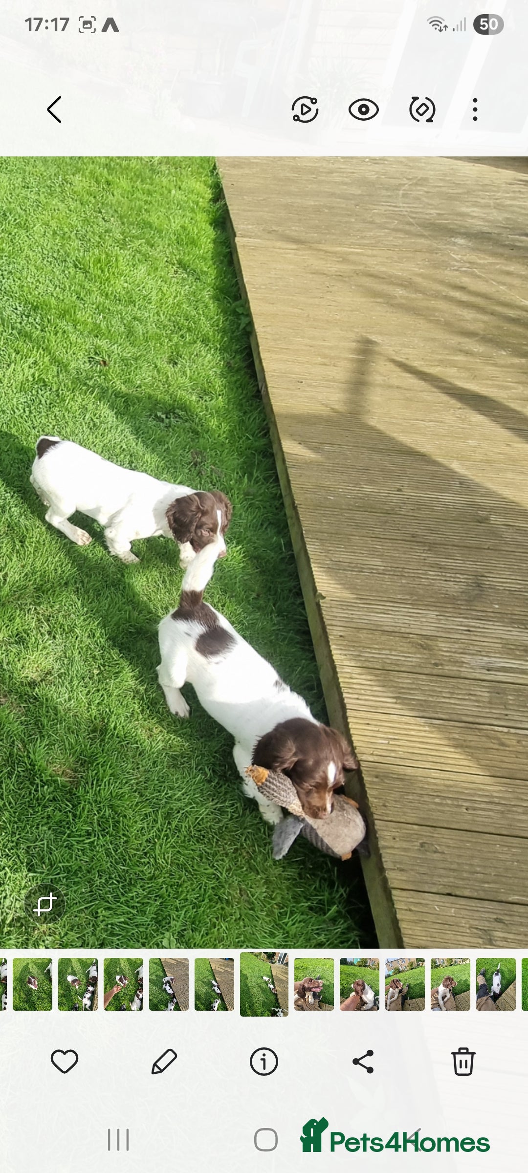 English Springer Spaniel dogs for sale: English springer spaniels  - Image 3
