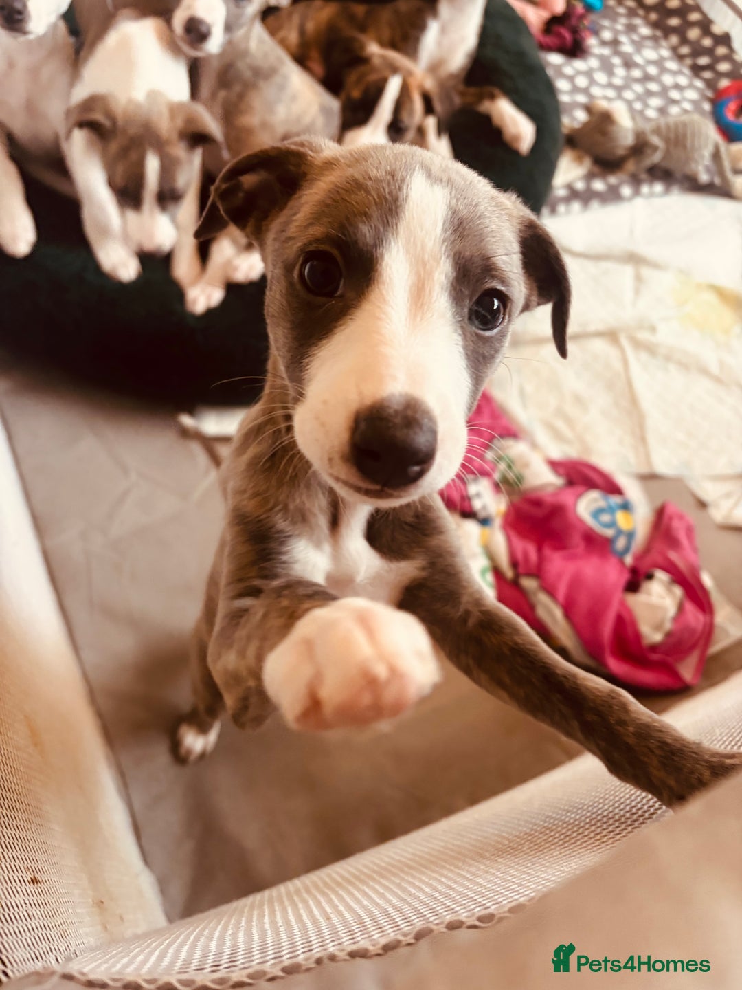 Whippet dogs for sale: Beautiful Blue Girl Whippet pup LAST ONE - Advert 1
