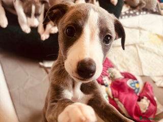 Whippet dogs Beautiful Blue Girl Whippet pup LAST ONE - Advert 6