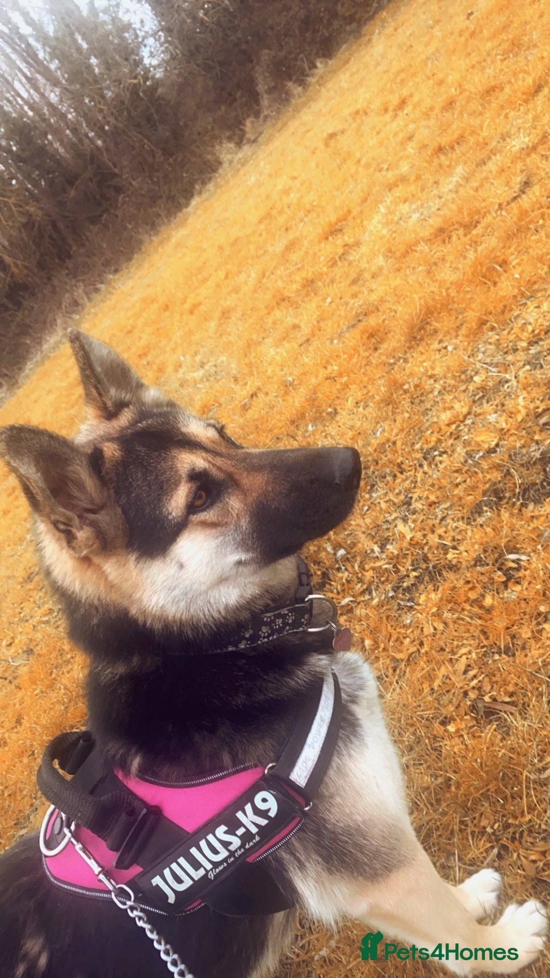 Siberian Husky dogs for sale: 🐾9 Husky Puppies Looking for Forever Homes!🐾 - Image 6