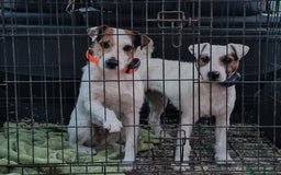 Jack Russell dogs for sale: Tremendous JRT puppies  - Image 18