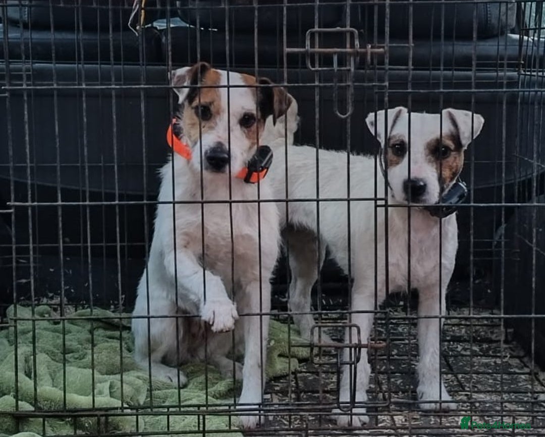 Jack Russell dogs for sale: Tremendous JRT puppies  - Image 18