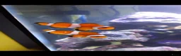 Other/Mixed Breed fish for sale: Clown fish  in Potters Bar - Advert 1