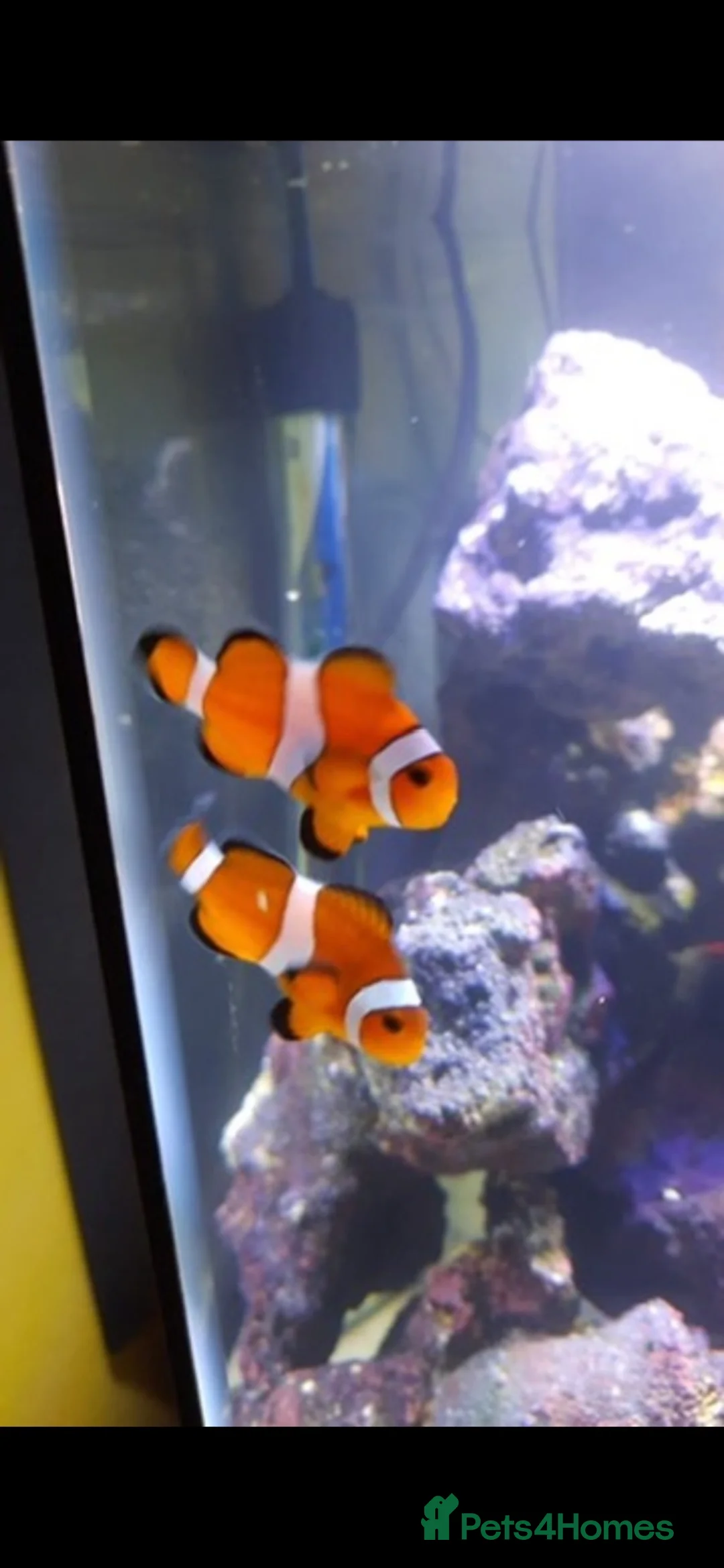 Other/Mixed Breed fish for sale: Clown fish  in Potters Bar - Advert 1