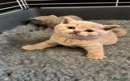British Shorthair cats for sale: British Shorthair kittens - Image 7