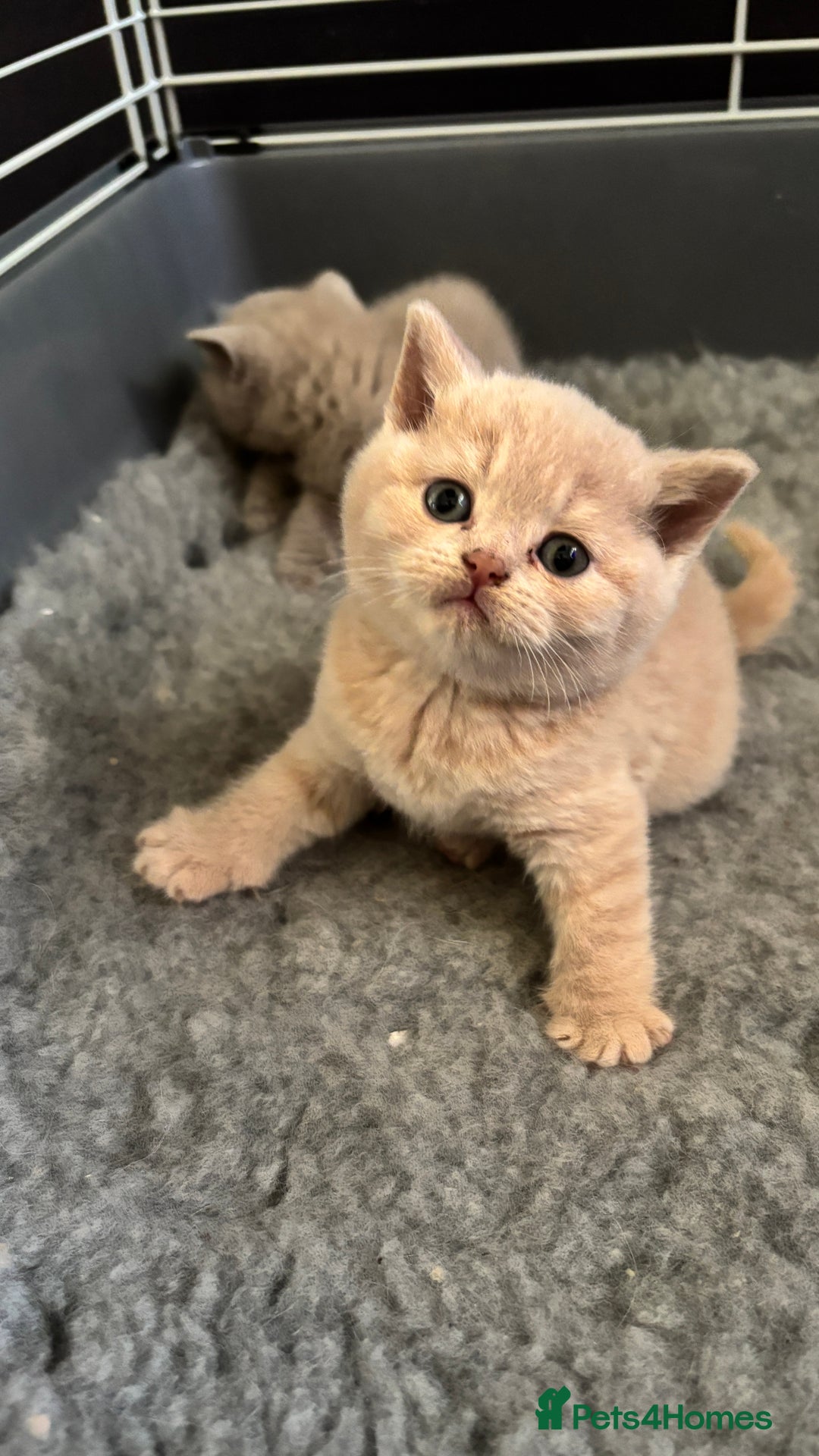 British Shorthair cats for sale: British Shorthair kittens - Image 7