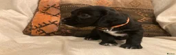 Sprocker dogs for sale: 8 beautiful healthy friendly little Sprocker pups - Advert 33