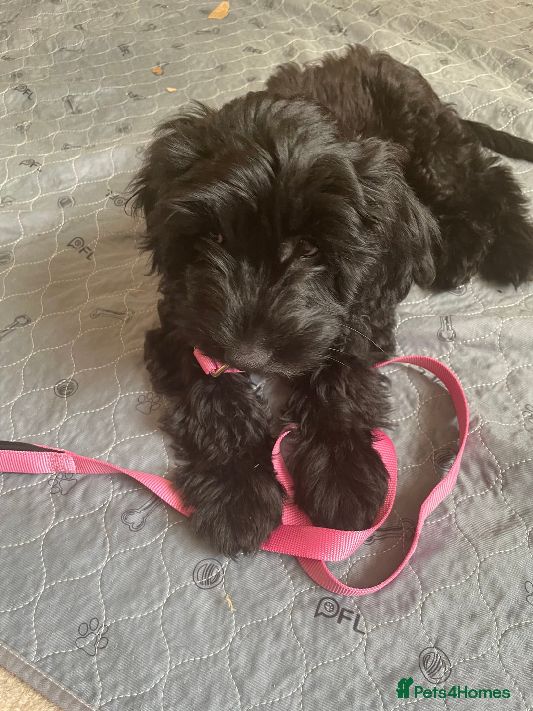 Sproodle dogs for sale: REDUCED 2 x Beautiful F2 Sproodle Girls VACCINATED - Image 37