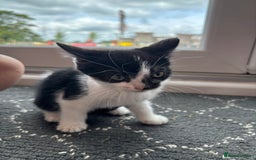 Domestic Shorthair cats for sale: Adorable, friendly playful bicolour kittens - Image 6