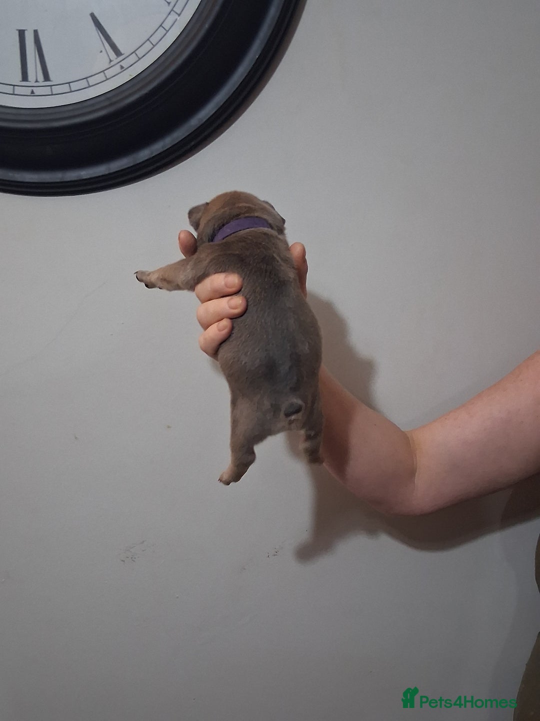 French Bulldog dogs for sale: French bulldogs - Image 27