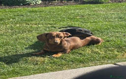 Miniature Dachshund dogs for sale: Gorgeous KC reg miniature Dachshund puppies  - Image 12