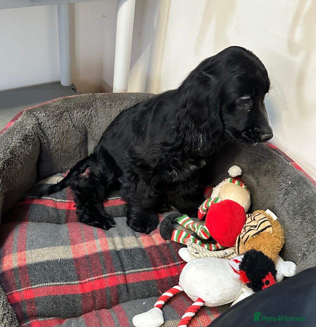 Cocker Spaniel dogs for sale: Handsome 4 month old black boy - Advert 8