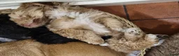 Chipoo dogs for sale: Chipoo puppy for sale - Advert 8