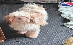 Shih Tzu dogs for sale: Male shih tzu  - Image 5