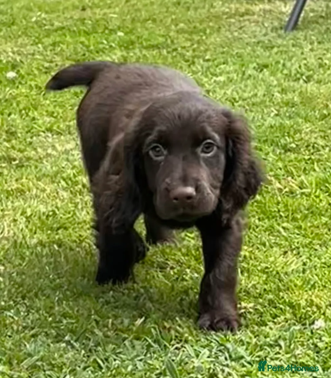 Cocker Spaniel dogs for stud: Stunning Chocolate & Tan Cocker Proven Stud in Burton-on-Trent - Advert 19