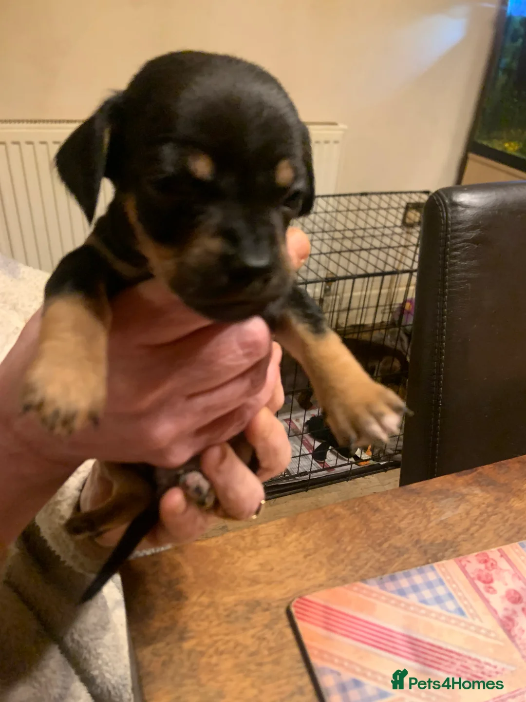 Chiweenie dogs for sale: Chiweenie puppies x5 - Advert 4