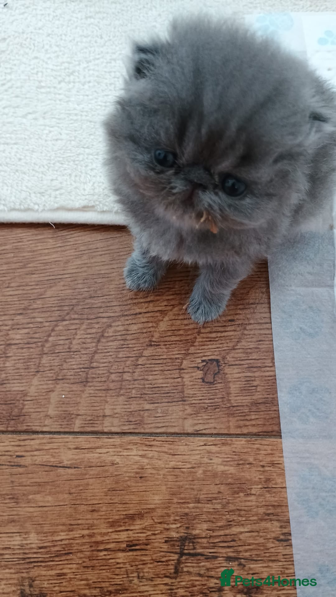 Persian cats for sale: Pure Bred Persian Babies GCCF Registered Breeder - Image 14