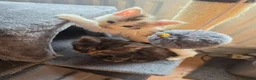 Maine Coon cats for sale: TICA REGISTERED STUNNING KITTENS  - Advert 20