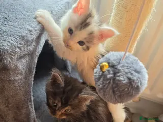 Maine Coon cats TICA REGISTERED STUNNING KITTENS - Advert 11