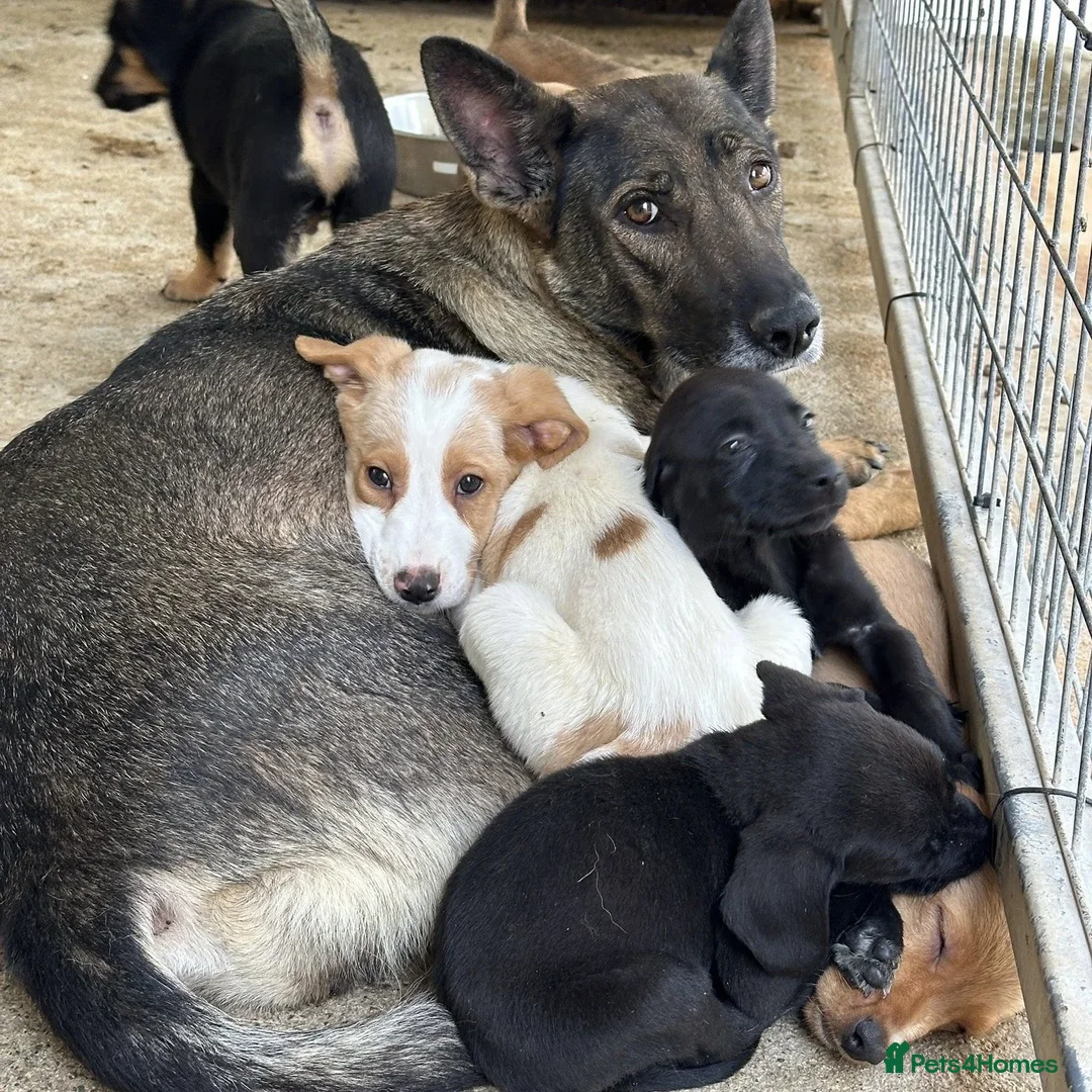 Mixed Breed dogs for adoption: Merlin - Advert 16