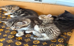 Mixed Breed cats for sale: Mixed Breed Grey and Tabby Kittens - Image 10