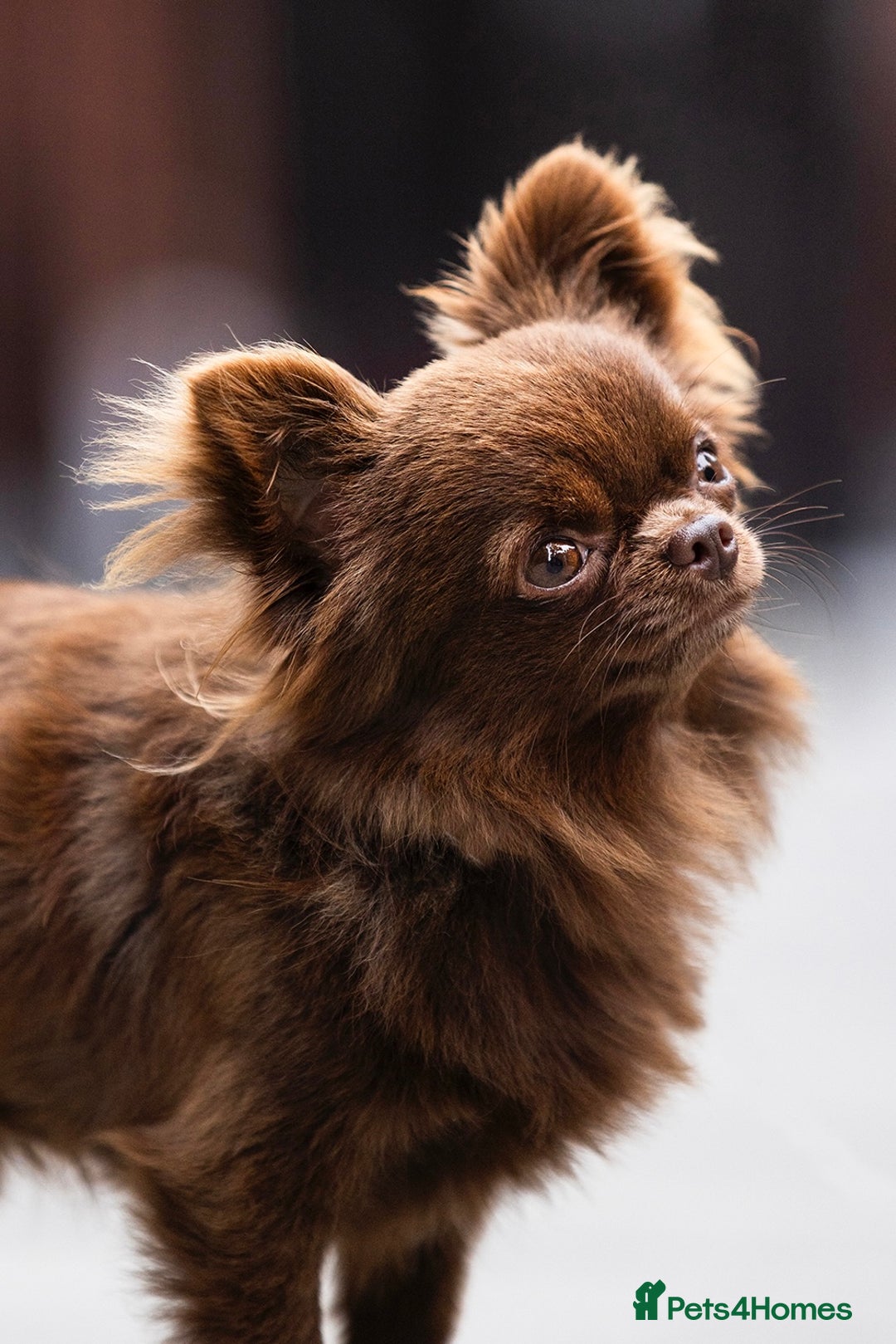 Chihuahua dogs for stud: ❤️ KC REG EXTENSIVELY HEALTH TESTED STUD ❤️ in London - Advert 11