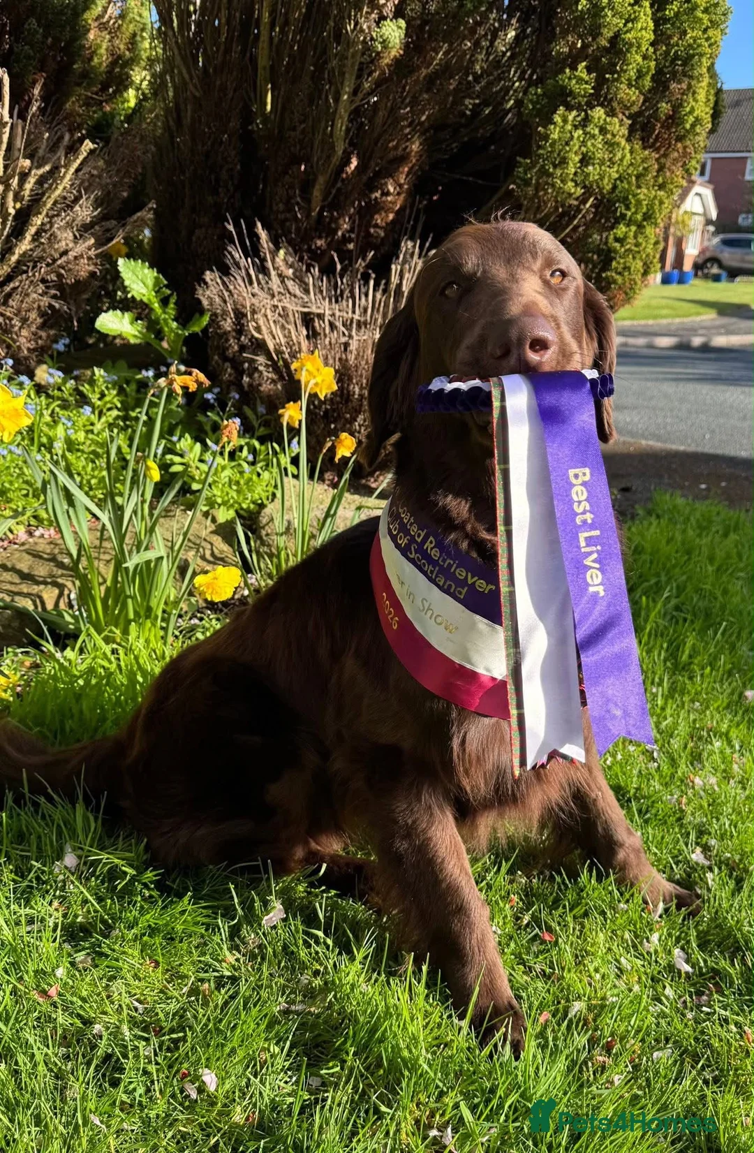 Flat coated Retriever dogs for sale: Stunning Kc Reg LIVER Flatcoats - Advert 2