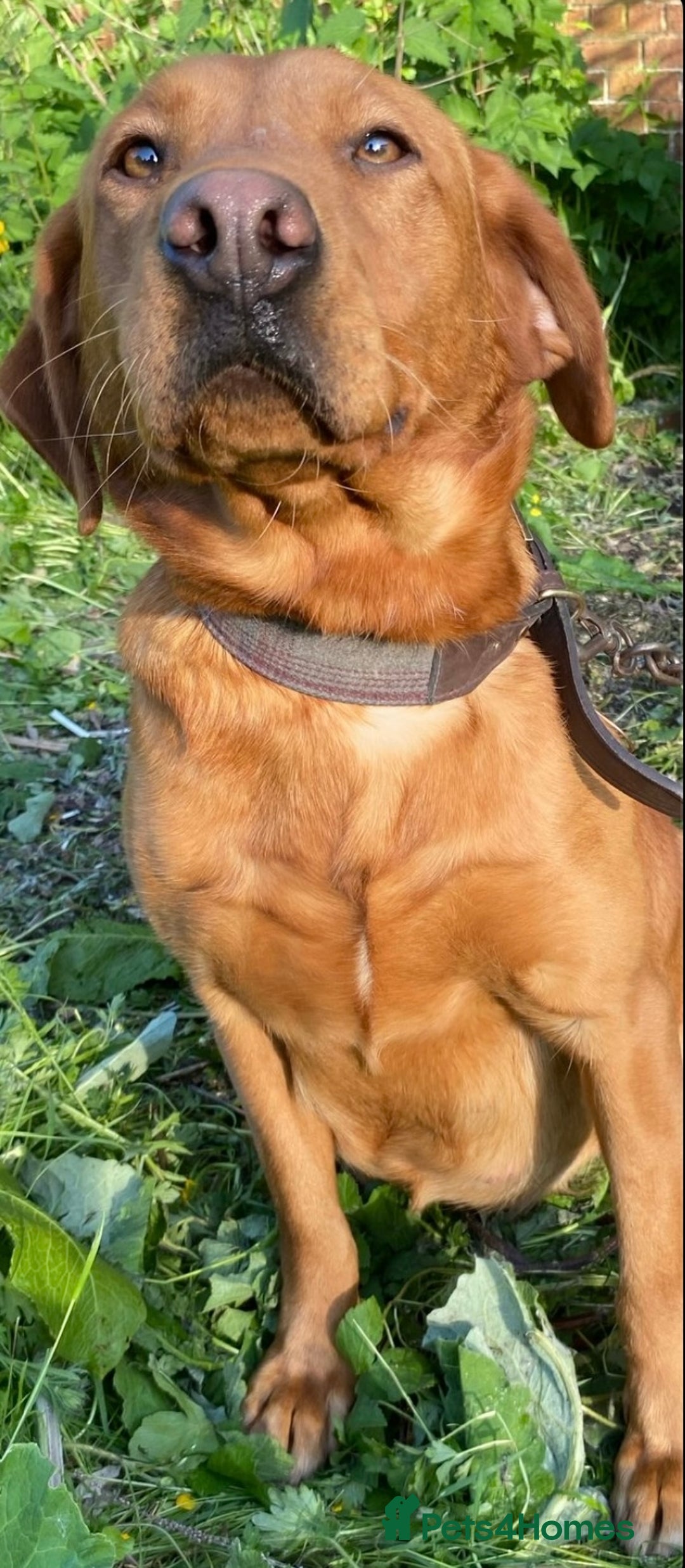 Labrador Retriever dogs for sale: Labrador puppies - Advert 2