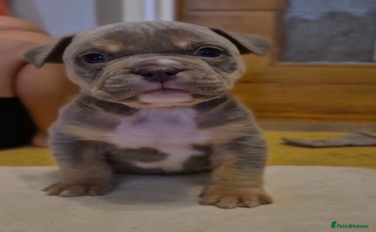 American Bully dogs - Advert 7