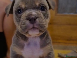 American Bully dogs 💥 Pocket bully puppies 💥 ready to leave now - Advert 7