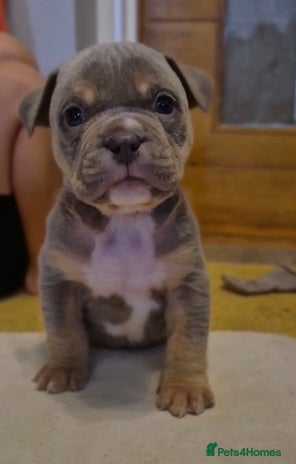 American Bully dogs - Advert 7