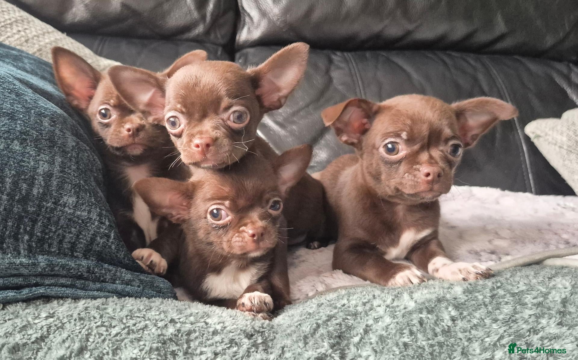 Chihuahua dogs for sale: ❤️Stunning Chocolate Chihuahua Puppies 🐾 - Advert 10