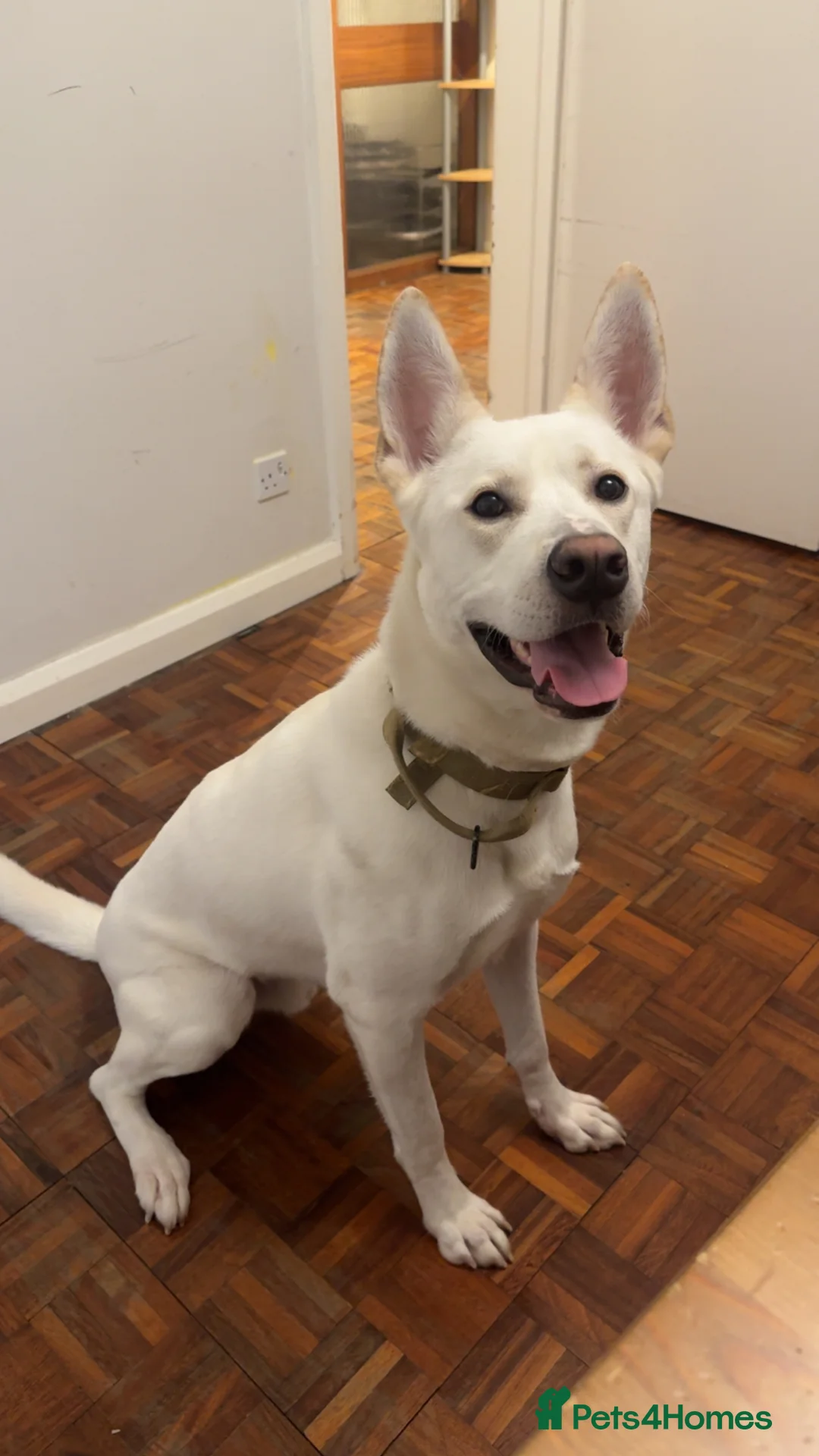 Mixed Breed dogs for sale: Husky cross  in Newport - Advert 1