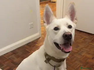 Mixed Breed dogs Husky cross - Advert 2