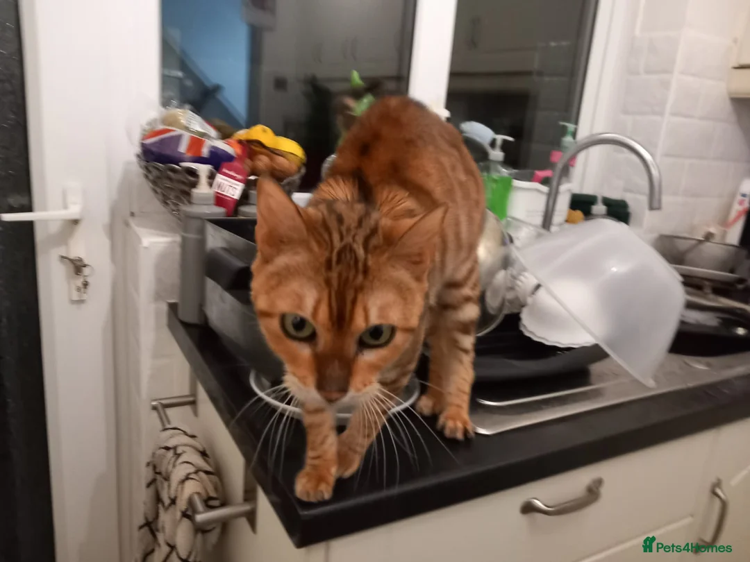 Bengal cats for sale: Bengal girl - Advert 4