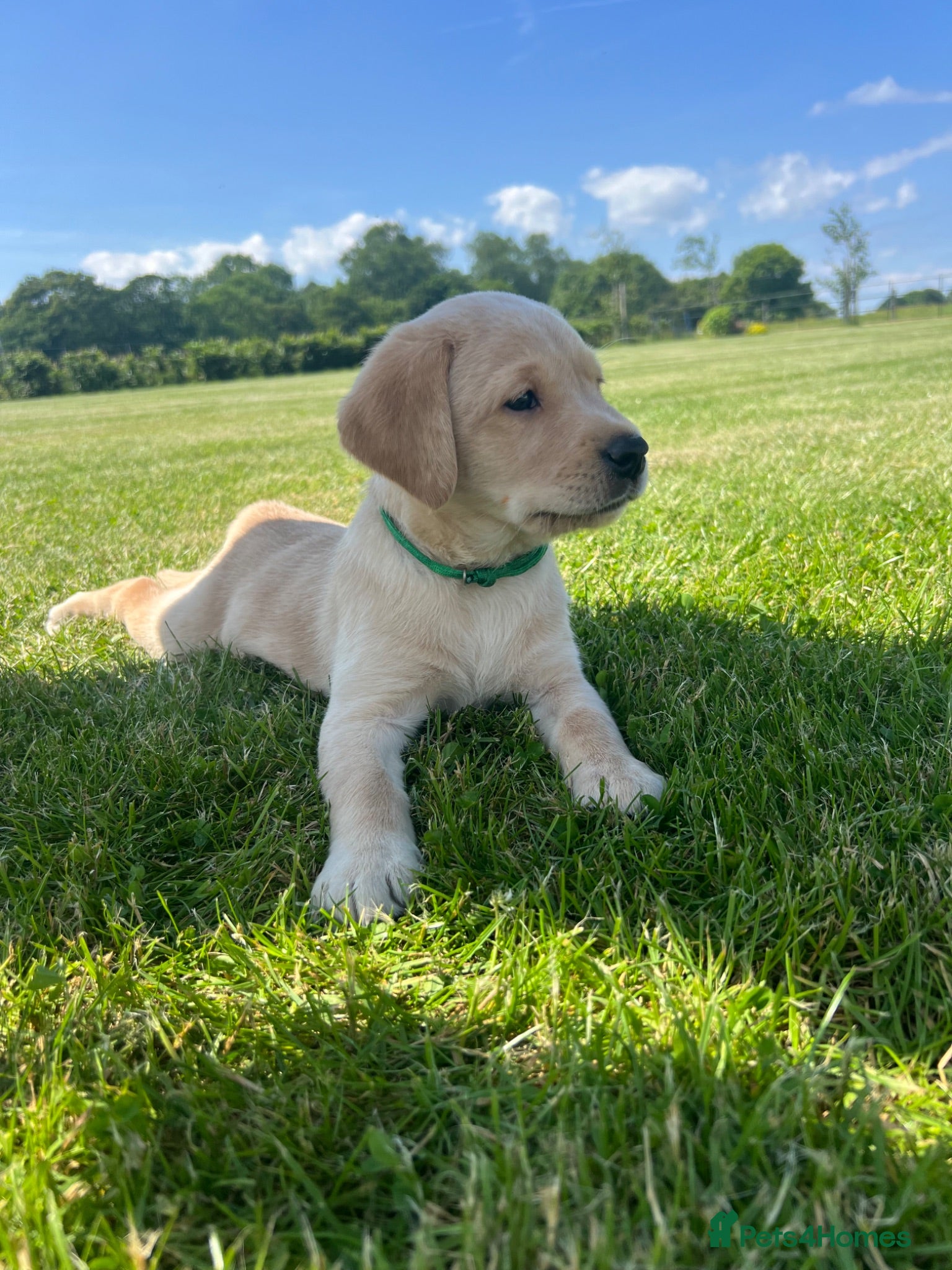Labrador Retriever dogs Stunning KC Registered Champion line Puppies  - Advert 2