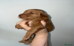 Cocker Spaniel dogs for sale: 6 Adorable cocker spaniels for sale 🩷 - Image 3