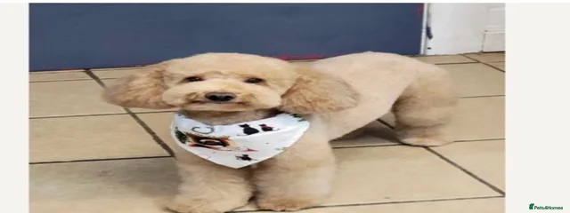 Teddy