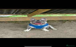 French Bulldog dogs for stud: French bulldog male stud  - Image 10