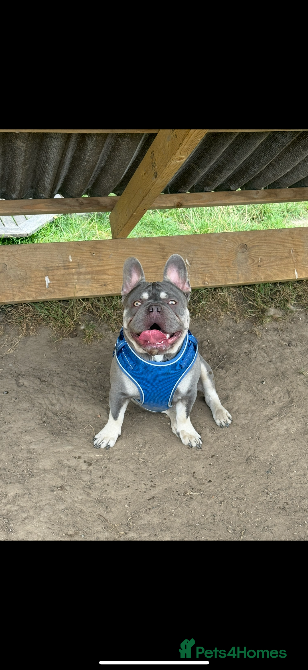 French Bulldog dogs for stud: French bulldog male stud  - Image 10