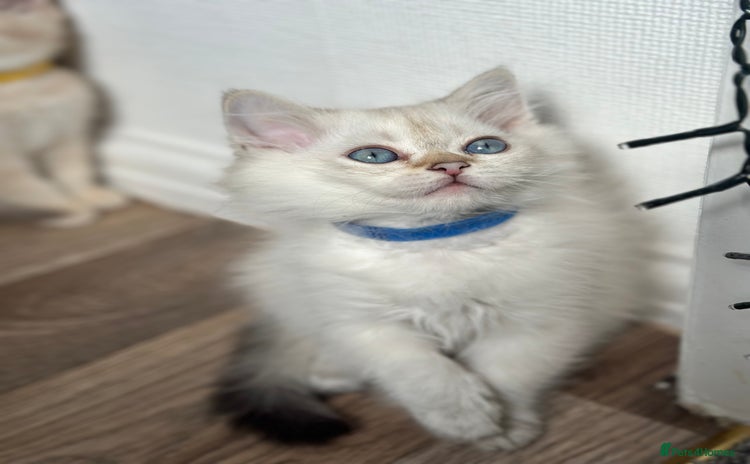 British Shorthair cats - Advert 1