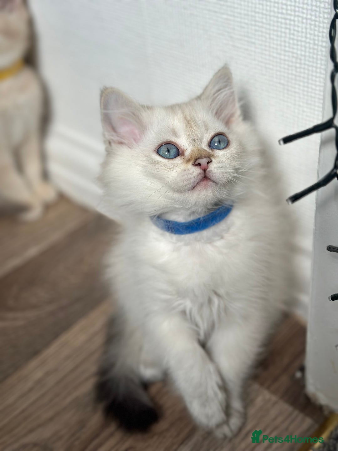 British Shorthair cats for sale: READY NOW BEAUTIFUL TICA BRITISH BSH/BLH KITTENS - Image 1