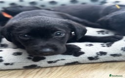 Labrador Retriever dogs for sale: ONLY 2 FEMALES LEFT ready to go  - Image 3