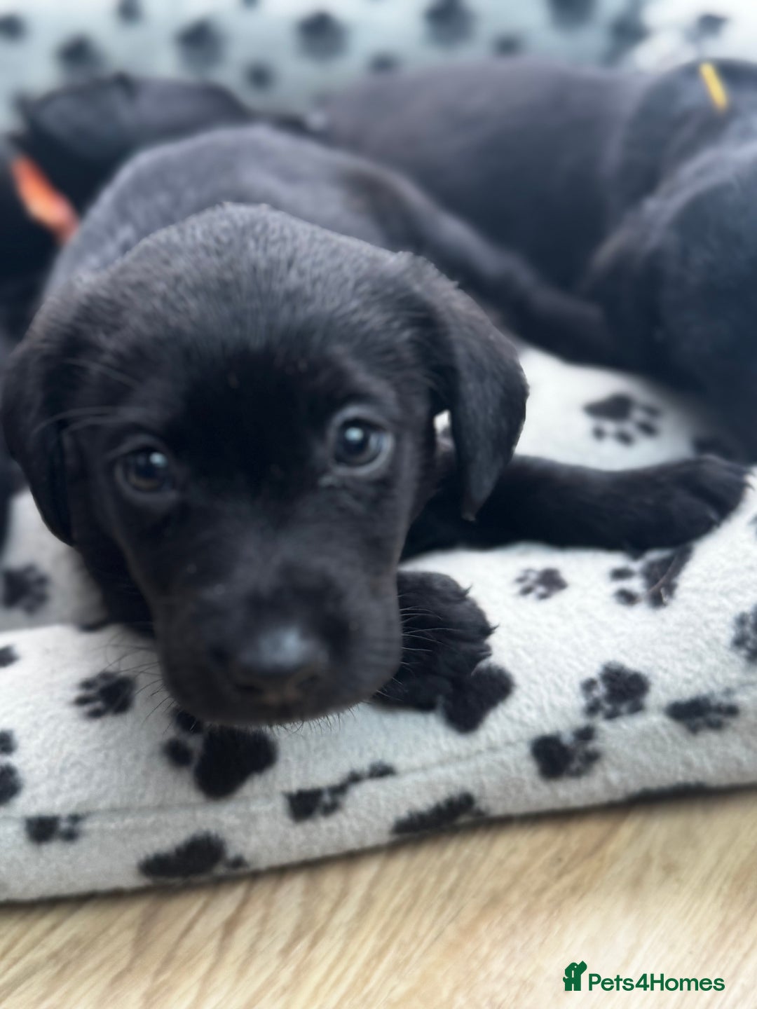 Labrador Retriever dogs for sale: ONLY 2 FEMALES LEFT ready to go  - Image 3