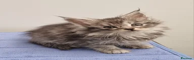Silver tabby female 