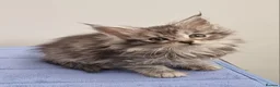 Maine Coon cats for sale: GCCF Pedigree Maine Coon Kittens  - Advert 27