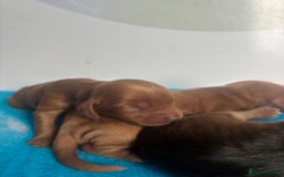 Cockapoo dogs for sale: ✨ Superb F1 Cockapoo pups ✨ - Image 8