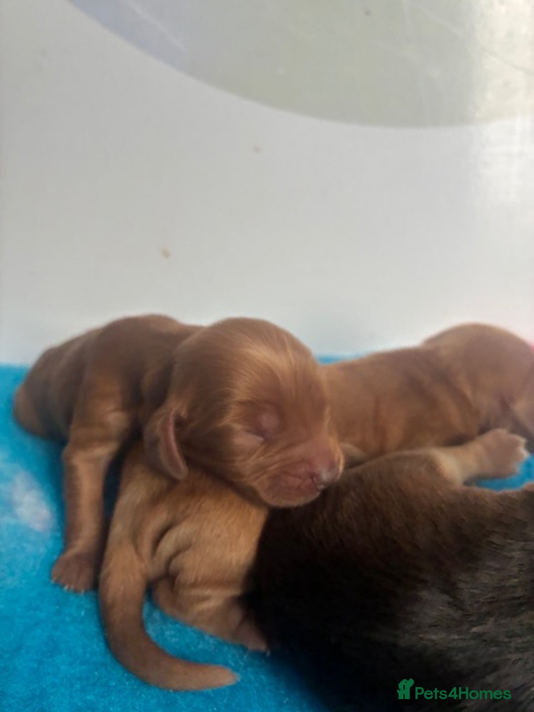 Cockapoo dogs for sale: ✨ Superb F1 Cockapoo pups ✨ - Image 8