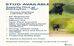 Labrador Retriever dogs for stud: Fully health tested KC Regestered Labrador Stud in Newark - Image 2